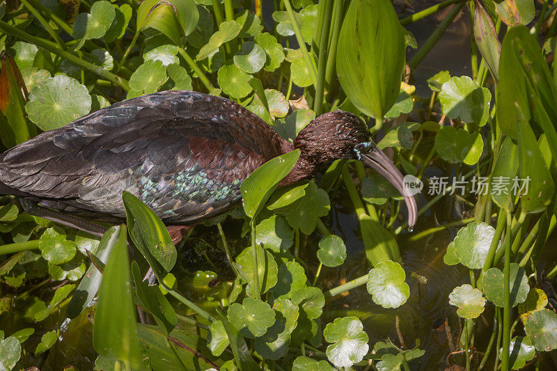 朱鹮(Plegadis falcinellus)，朱鹮Falcinelle。